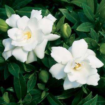 Gardenia jasminoides - 4 Seeds - Cape Jasmine Tree or Shrub, NEW