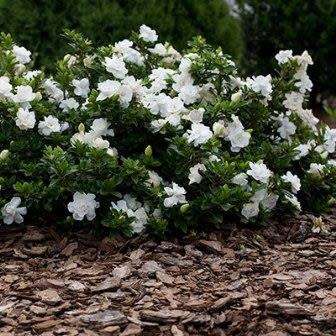 Gardenia jasminoides - 4 Seeds - Cape Jasmine Tree or Shrub, NEW