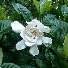 Gardenia jasminoides - 4 Seeds - Cape Jasmine Tree or Shrub, NEW