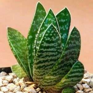 Gasteria brachyphylla - 5 Seed Pack - Indigenous Endemic Succulent - Flat Ship Rate - NEW