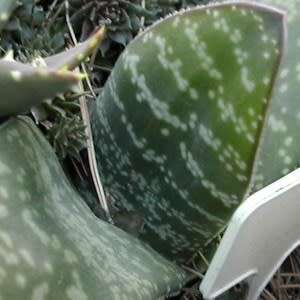 Gasteria brachyphylla - 5 Seed Pack - Indigenous Endemic Succulent - Flat Ship Rate - NEW