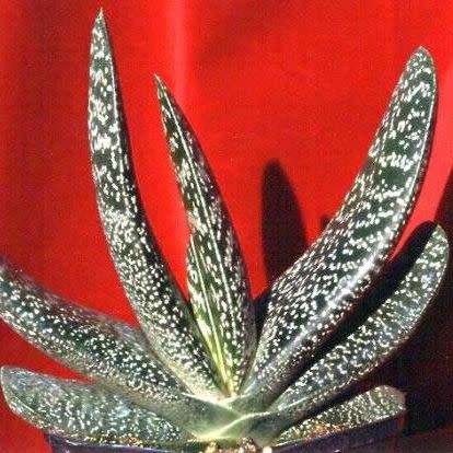 Gasteria brachyphylla - 5 Seed Pack - Indigenous Endemic Succulent - Flat Ship Rate - NEW