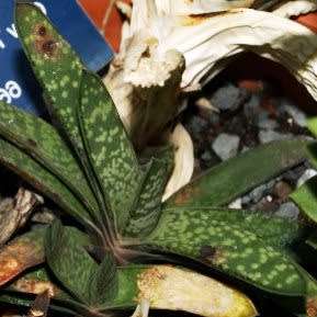Gasteria brachyphylla - 5 Seed Pack - Indigenous Endemic Succulent - Flat Ship Rate - NEW