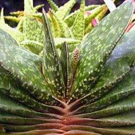 Gasteria brachyphylla - 5 Seed Pack - Indigenous Endemic Succulent - Flat Ship Rate - NEW