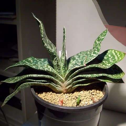 Gasteria brachyphylla - 5 Seed Pack - Indigenous Endemic Succulent - Flat Ship Rate - NEW