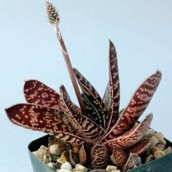 Gasteria brachyphylla - 5 Seed Pack - Indigenous Endemic Succulent - Flat Ship Rate - NEW