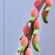 Gasteria disticha - 5 Seed Pack - Indigenous Endemic Succulent - Flat Ship Rate - NEW