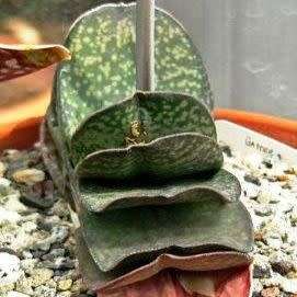 Gasteria disticha - 5 Seed Pack - Indigenous Endemic Succulent - Flat Ship Rate - NEW