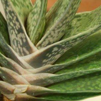 Gasteria disticha - 5 Seed Pack - Indigenous Endemic Succulent - Flat Ship Rate - NEW
