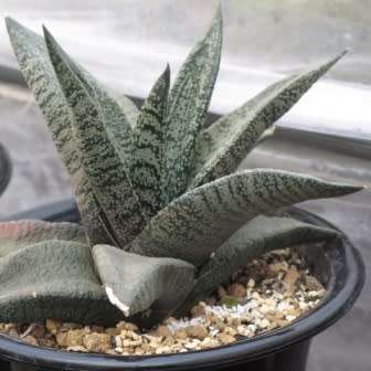 5 Gasteria ellaphieae Seeds - Indigenous South African Endemic Succulent - Combined Global Shipping