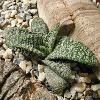 5 Gasteria ellaphieae Seeds - Indigenous South African Endemic Succulent - Combined Global Shipping