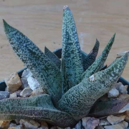 5 Gasteria ellaphieae Seeds - Indigenous South African Endemic Succulent - Combined Global Shipping