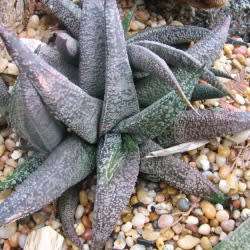 5 Gasteria ellaphieae Seeds - Indigenous South African Endemic Succulent - Combined Global Shipping