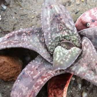 5 Gasteria ellaphieae Seeds - Indigenous South African Endemic Succulent - Combined Global Shipping