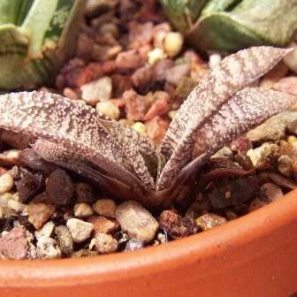 5 Gasteria ellaphieae Seeds - Indigenous South African Endemic Succulent - Combined Global Shipping