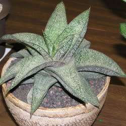 5 Gasteria ellaphieae Seeds - Indigenous South African Endemic Succulent - Combined Global Shipping