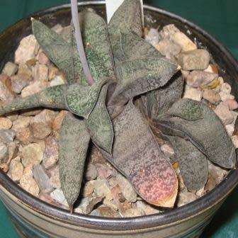 5 Gasteria ellaphieae Seeds - Indigenous South African Endemic Succulent - Combined Global Shipping