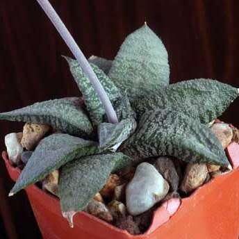 5 Gasteria ellaphieae Seeds - Indigenous South African Endemic Succulent - Combined Global Shipping