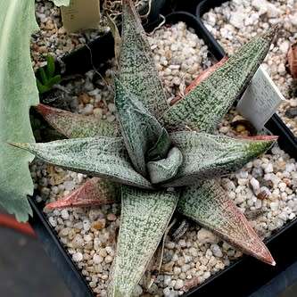 5 Gasteria ellaphieae Seeds - Indigenous South African Endemic Succulent - Combined Global Shipping