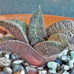 5 Gasteria ellaphieae Seeds - Indigenous South African Endemic Succulent - Combined Global Shipping