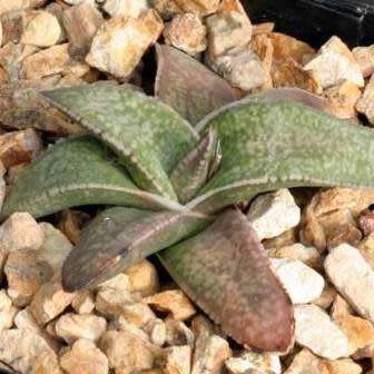 5 Gasteria ellaphieae Seeds - Indigenous South African Endemic Succulent - Combined Global Shipping