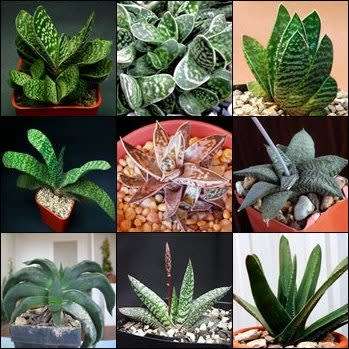 Gasteria Mixed Species - 10+ Seed Pack - Indigenous Endemic Succulent - Insured Flat Ship Rate - NEW