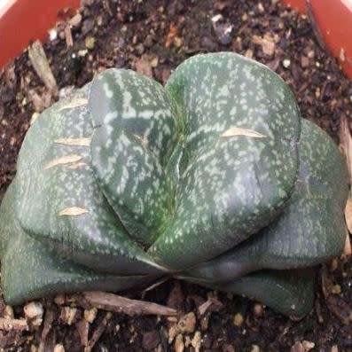 5 Gasteria nitida var. armstrongii Seeds - Indigenous Endemic Succulent - Combined Global Shipping