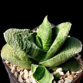 5 Gasteria nitida var. armstrongii Seeds - Indigenous Endemic Succulent - Combined Global Shipping