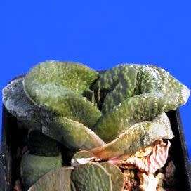 5 Gasteria nitida var. armstrongii Seeds - Indigenous Endemic Succulent - Combined Global Shipping