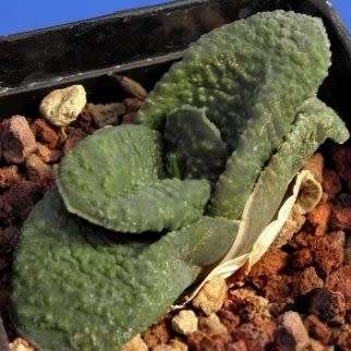 5 Gasteria nitida var. armstrongii Seeds - Indigenous Endemic Succulent - Combined Global Shipping