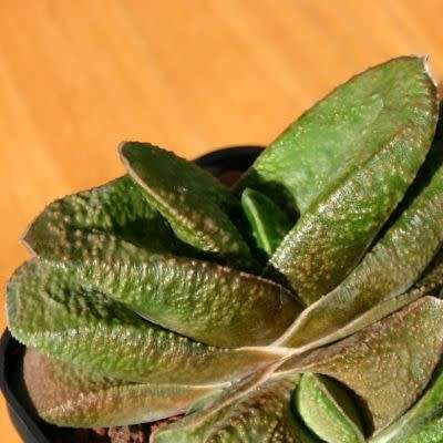 5 Gasteria nitida var. armstrongii Seeds - Indigenous Endemic Succulent - Combined Global Shipping