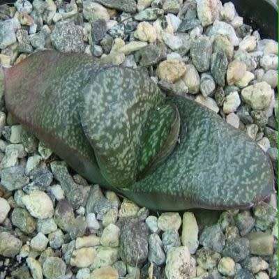 5 Gasteria nitida var. armstrongii Seeds - Indigenous Endemic Succulent - Combined Global Shipping