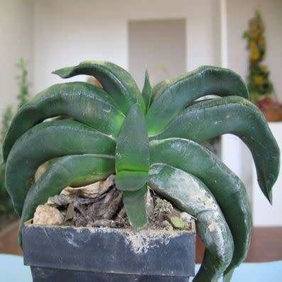 5 Gasteria nitida var. armstrongii Seeds - Indigenous Endemic Succulent - Combined Global Shipping