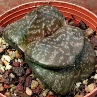 5 Gasteria nitida var. armstrongii Seeds - Indigenous Endemic Succulent - Combined Global Shipping