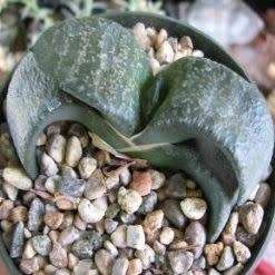 5 Gasteria nitida var. armstrongii Seeds - Indigenous Endemic Succulent - Combined Global Shipping