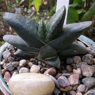 5 Gasteria nitida var. armstrongii Seeds - Indigenous Endemic Succulent - Combined Global Shipping
