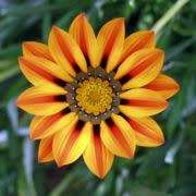 Gazania heterochaeta Seeds - Sow Autmn - Indigenous South African Native Perennial Seeds