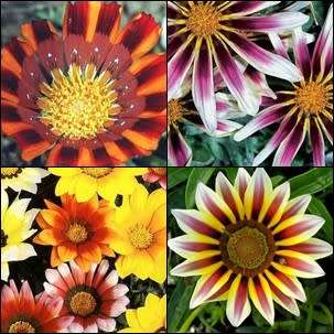 Gazania Mixed Hybrid Seeds - South African Indigenous Perennial Flower