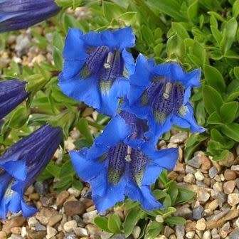 10+ Gentiana acaulis Seeds - Trumpet Gentian Seeds - Perennial Seeds for Sale in South Africa