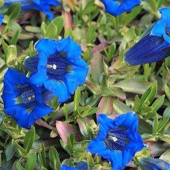 10+ Gentiana acaulis Seeds - Trumpet Gentian Seeds - Perennial Seeds for Sale in South Africa