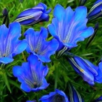 10+ Gentiana Blue Silk Seeds - Blue Silk Gentian Seeds - Perennial Seeds for Sale in South Africa