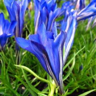 10+ Gentiana Blue Silk Seeds - Blue Silk Gentian Seeds - Perennial Seeds for Sale in South Africa