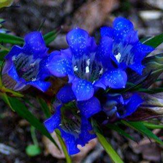 10+ Gentiana scabra Seeds - Japanese Gentian Seeds - Perennial Seeds for Sale in South Africa