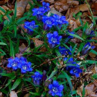 10+ Gentiana scabra Seeds - Japanese Gentian Seeds - Perennial Seeds for Sale in South Africa