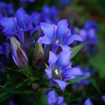 10+ Gentiana scabra Seeds - Japanese Gentian Seeds - Perennial Seeds for Sale in South Africa