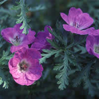 Geranium schlechteri Seeds - Indigenous South African Geranium - Worldwide Shipping