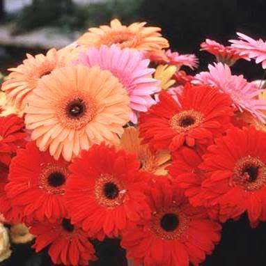 Gerbera jamesonii, Barberton Daisy Seeds - Indigenous Perennial Combined Global Shipping- New