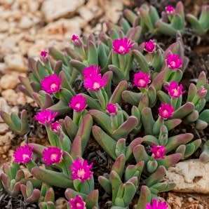 Gibbaeum angulipes Seeds -  Indigenous South African Native Succulent Mesemb - Sementes