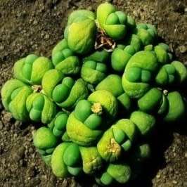 Gibbaeum heathii Seeds -  Indigenous South African Native Succulent Mesemb - Sementes