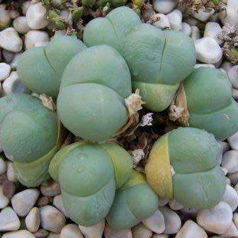 Gibbaeum heathii Seeds -  Indigenous South African Native Succulent Mesemb - Sementes